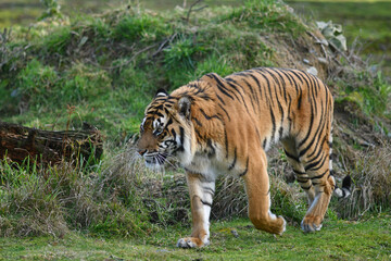 The Sumatran tiger