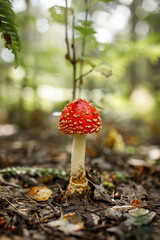 Amanita muscaria, commonly known as the fly agaric or fly amanita. Toxic and hallucinogen mushroom Fly Agaric in grass on autumn forest background. Macro close up in natural environment.