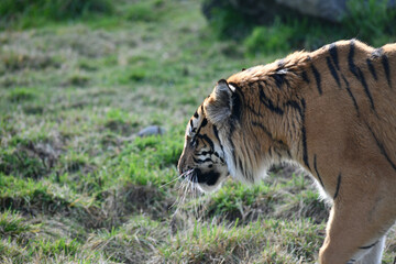 The Sumatran tiger