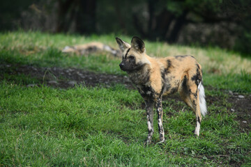 African hunting dog