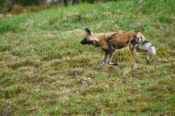  African hunting dog