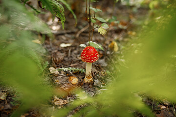 Amanita muscaria, commonly known as the fly agaric or fly amanita. Toxic and hallucinogen mushroom Fly Agaric in grass on autumn forest background. Macro close up in natural environment.