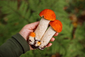 Hand holding freshly picked boletus mushrooms