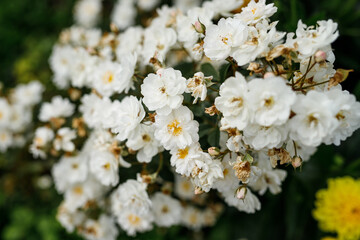 White bush roses blooming outdoors