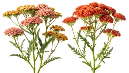 Frontal View of Achillea Terracotta and Actaea Simplex &ndash; Isolated PNG Cutout on Transparent Background


