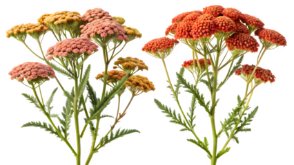 Frontal View of Achillea Terracotta and Actaea Simplex – Isolated PNG Cutout on Transparent Background

