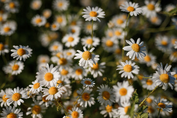 Beautiful daisies on green field, top view, selective focus