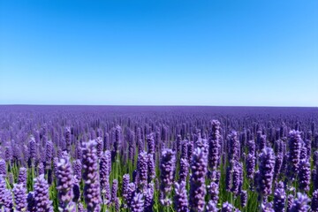 Fototapeta premium field of lavender flowers with clear blue sky, purple flowers landscape 