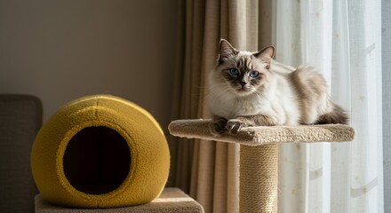 Cream and Chocolate Pointed Cat Relaxing on a Beige Platform in a Sunny Living Room with a Mustard Yellow Cat Cave