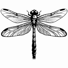 Detailed Dragonfly Illustration in Black and White&mdash;Symbolizing Change and Transformation with Intricate Wing Patterns