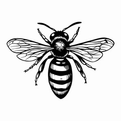 Detailed black and white illustration of a bee showcasing intricate features and wings, representing nature's pollinators and the importance of ecological balance.