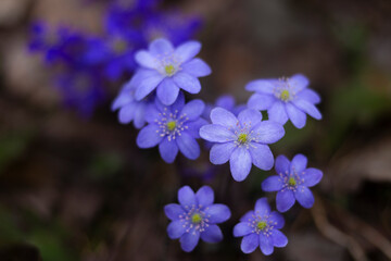 First spring flowers. Anemone hepatica (Hepatica nobilis), common hepatica, species of flowering plant in buttercup family Ranunculaceae