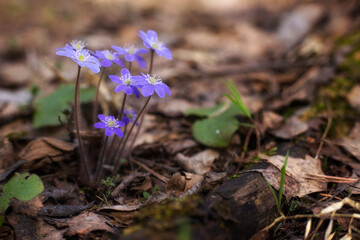 First spring flowers. Anemone hepatica (Hepatica nobilis), common hepatica, species of flowering plant in buttercup family Ranunculaceae