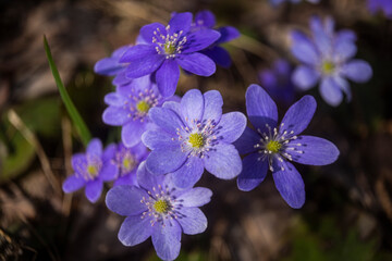 First spring flowers. Anemone hepatica (Hepatica nobilis), common hepatica, species of flowering plant in buttercup family Ranunculaceae
