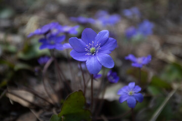 First spring flowers. Anemone hepatica (Hepatica nobilis), common hepatica, species of flowering plant in buttercup family Ranunculaceae