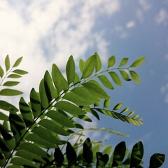green leaves and blue sky