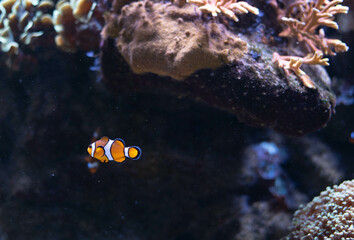 Clown fish in the deep sea. Exotic colorful fish in clear water. Blurred background. 