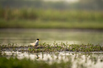 A river tern in wetland in morning