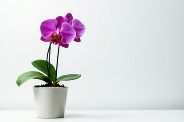 Naklejka premium Single large flower of orchid in a pot on white background, garden, color