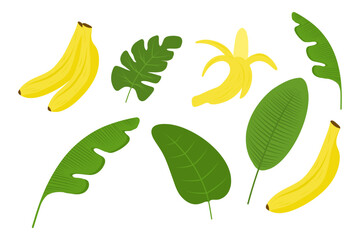 Fototapeta premium Banana fruits and leaves set, tropical fruit collection