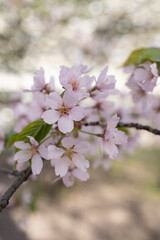 Branch with pink cherry blossoms close up