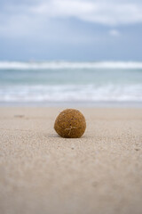 Meerball am Strand in der Nahaufnahme
