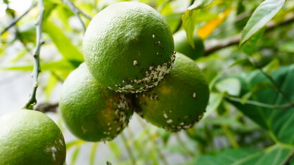 pests damage the plant and spread diseases White Mold Growing on Orange Fruit – Spoiled Citrus Close-Up