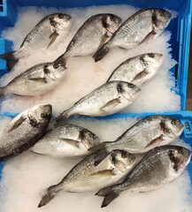 Sea bream on ice at the fishmonger's.