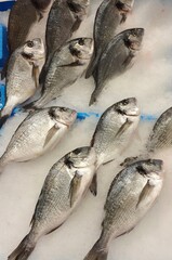 Sea bream on ice at the fishmonger's.