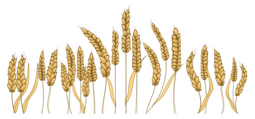 Farm field illustration. Vector hand drawn yellow wheat ears set. Bunch of grain barley. Banner design. Barley illustration in vintage style. Wheat grain, Wheat. Hand drawn realistic granule, kernel, 
