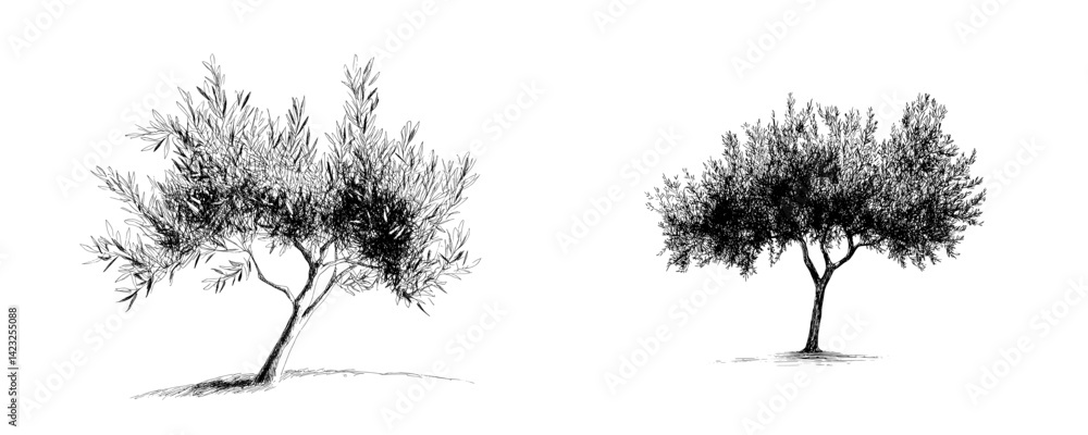 Poster detailed vector illustration of two olive trees with distinctive shapes and features in a minimalist