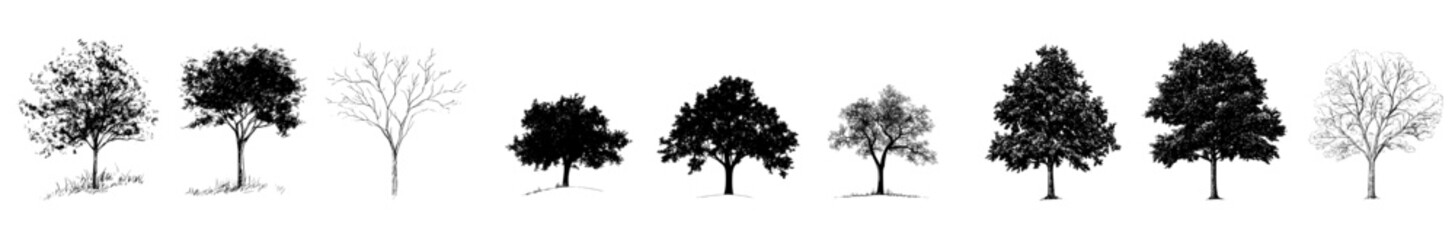 Fototapeta premium Vector illustration showcasing different types of trees in various stages of leaf abundance and seasonal change