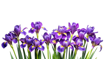 Beautiful purple iris flowers with yellow accents against a white background
