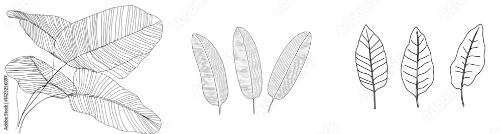 Poster vector illustration of diverse leaf designs showcasing various shapes and patterns suitable for grap
