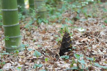 Fototapeta premium 筍