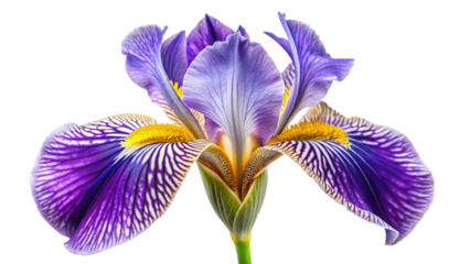 Striking purple iris flower with intricate details and vibrant colors on white