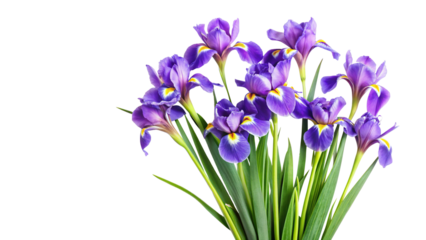 Captivating Arrangement of Purple Iris Flowers on a Clean White Background