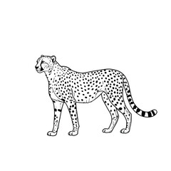 Jungle animals. Cute safari wild mammals. Funny exotic mammal, bird and reptile. Elephant, parrot, lion, crocodile, turtle and palm tree. Kids vector set.