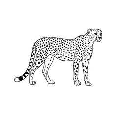 Jungle animals. Cute safari wild mammals. Funny exotic mammal, bird and reptile. Elephant, parrot, lion, crocodile, turtle and palm tree. Kids vector set.