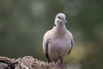 Eurasian collared dove standing still on natural bark perch.