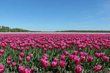 field of pink tulips