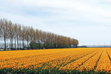 field of yellow tulips