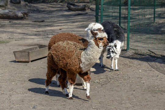 Colorfull alpacs. Selective focus, blurred background.
