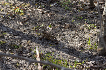 Brown frog in shadow of spring trees. Selective focus, blurred background
