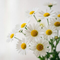 White daisy bouquet with fresh petals and delicate soft background