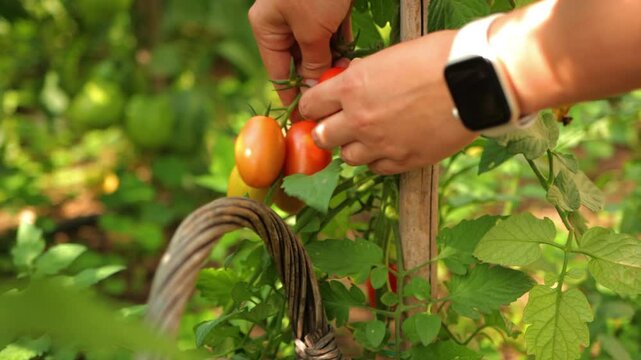 Picking tomatoes in the garden. Outdoor life in the garden, picking ripe vegetables.