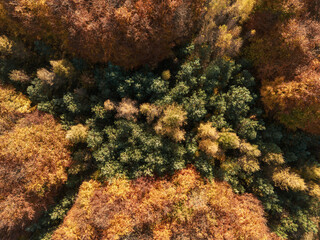 Aerial view of vibrant autumn forest