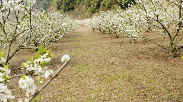 Dramatic tilted up drone movement about the rows of flowering plum trees arranged symmetrically on rural terrain, Moc Chau, Son La, Vietnam.