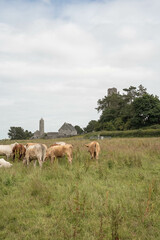 Ireland, Clonmacnoise, monastery, graveyard, cemetery, Celtic, cross, tombstones, history, heritage, ancient, architecture, church, grass, landscape, overcast, cloudy, rural, travel, stone, spirituali