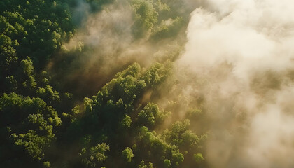 Forest fog aerial view nature landscape photography